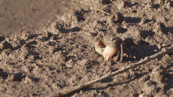 Close static view of neohelice granulata crabing claws in mud