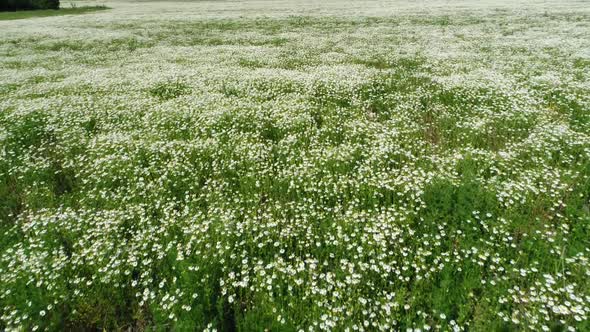 4k drone video of chamomile field. White daisies. Agriculture.