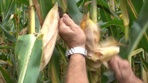 Corn Harvest