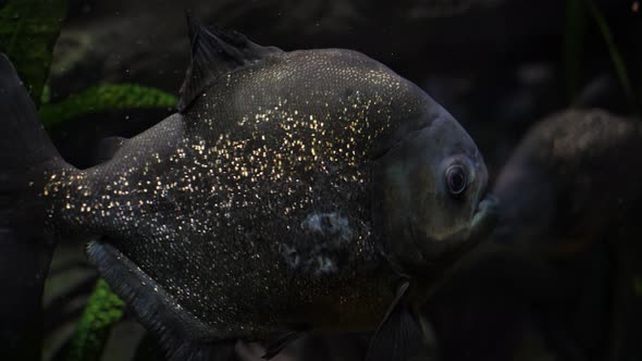 Piranha Fish in a River or Aquarium