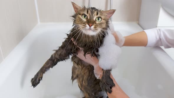 The girl holds a fluffy cat in her hands in the bathroom. Grooming procedure