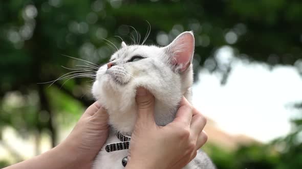 Asian Woman Playing With Her Tabby Cat,Slow Motion 