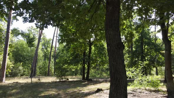 Green Forest with Trees By Day