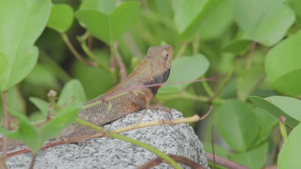 Wildlife changeable lizard looking around stand on rock stone [4K]