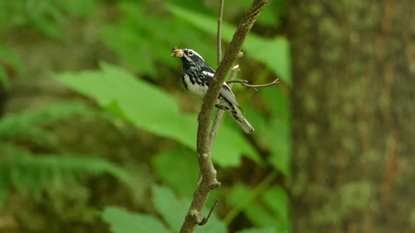 A black-and-white warbler with prey in beak on a branch in Ontario, Canada, static close up