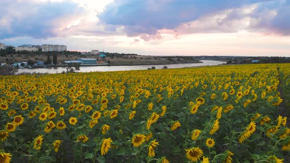 Flight Over a Field with Sunflowers Against a Background of Thunderclouds