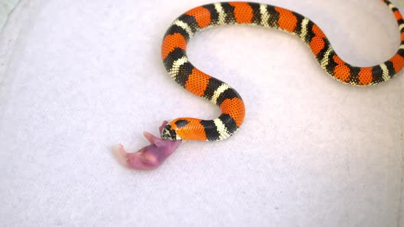 Tricolor Hognose snake starting to swallow pinky mouse