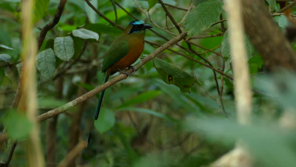 Beautifully colored blue crowned motmot resting on a tree branch in the forest