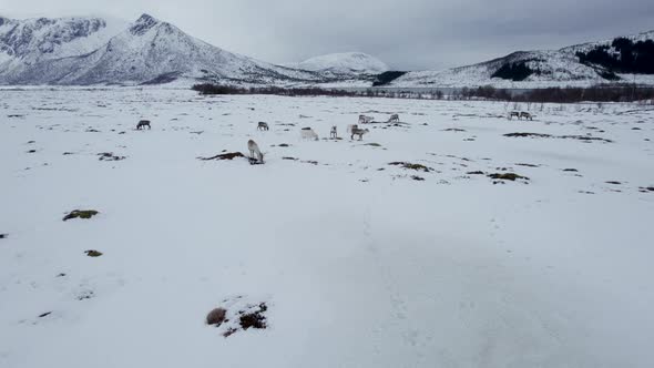 Aerial dolly shot of a small herd of reindeer grazing in a snowy field with a road, lake and beautif