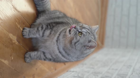 Gray cat sits on a wooden floor, vertical video