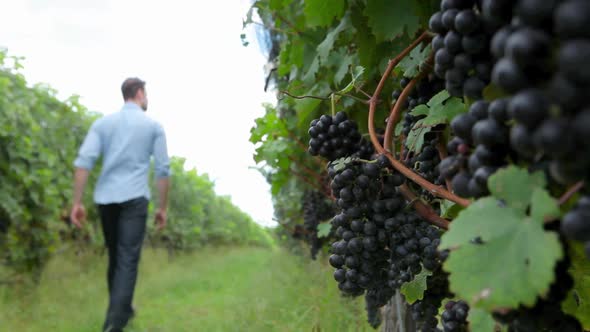 Man Walking Through Vineyard