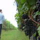 Man Walking Through Vineyard - VideoHive Item for Sale