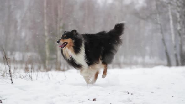 Funny Young Shetland Sheepdog, Sheltie, Collie Playing Outdoor In Snow, Winter Season. Playful Pet