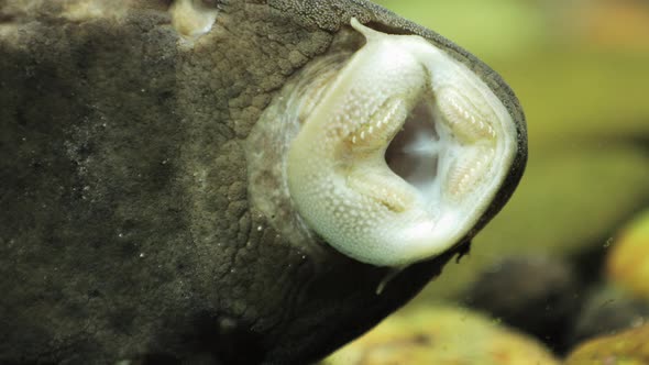 Fish mouth on glass with teeth and breathing gills