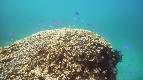 Coral Reef and Tropical Fish Underwater. Camiguin, Philippines