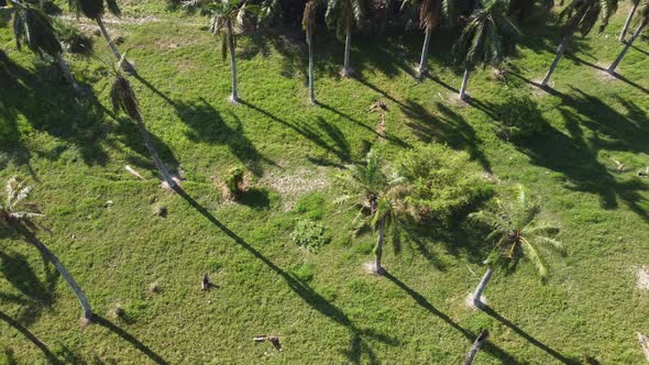 Aerial sliding coconut plantation