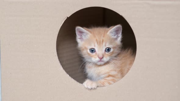 Portrait Red Ginger Little Kitten Looking at Camera From Round Window Hole in Cardboard Box