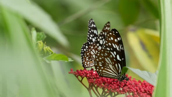 Tropical Exotic Butterfly in Jungle Rainforest Sitting on Green Leaves, Macro Close Up. Spring