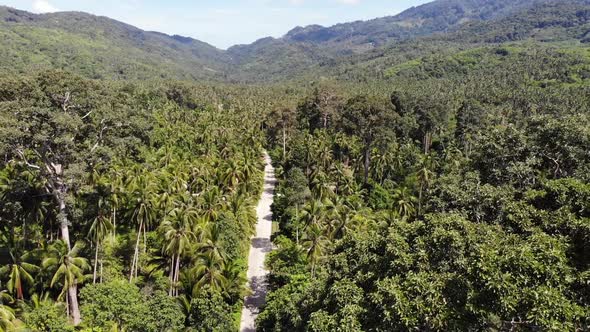 Path Through Coconut Plantation. Road Going Through Coconut Palms on Sunny Day on Koh Samui Island