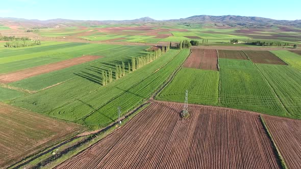 Poplar Trees and Green Fields on Flat Plain in Soft Geography