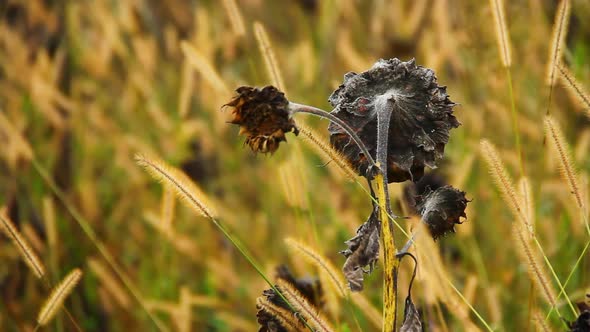 Dried Sunflower