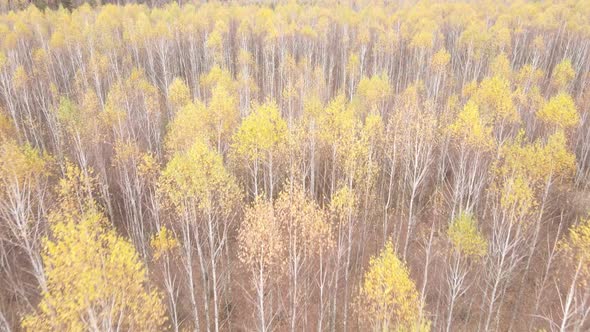 Trees in the Autumn Forest in the Afternoon