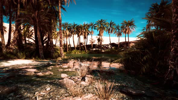 Palm Trees Flourish Around a Pool of Water at a Park in Palm Desert