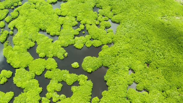 Aerial View of Mangrove Forest and River