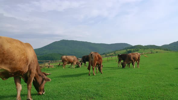 A Herd of Cows on a Mountain Pasture on a Sunny Summer Day