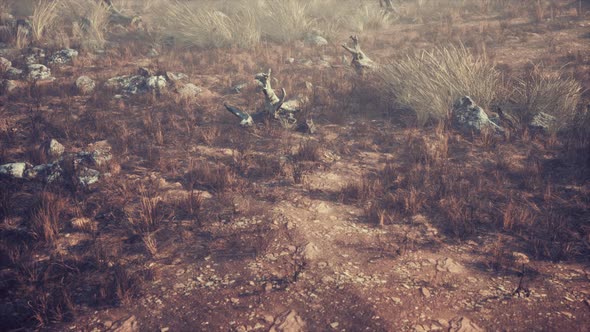 Dry Grass and Rocks Landscape