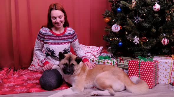 A Woman Strokes an American Akita at Home on Christmas Day Near the Christmas Tree