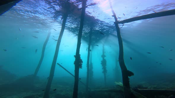 Moody dive below an old wooden jetty with the sun shining exactly behind the jetty creating a dance