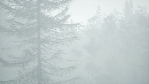 Cloudy Autumn Day in the Pine Forest with Fog