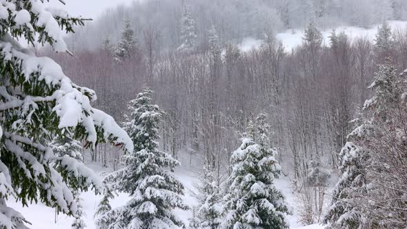 A Small Meadow Covered with Snow and Surrounded By Fir Trees in Foggy Weather in the Carpathian