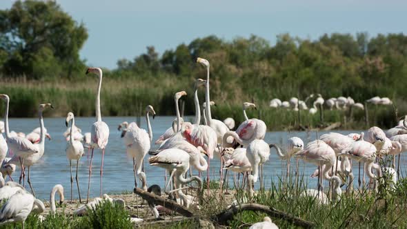 Flamingo bird nature wildlife reserve carmargue lagoon