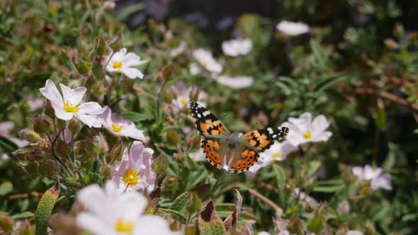 A painted lady butterfly opening its colorful wings feeding on nectar and pollinating pink wild flow