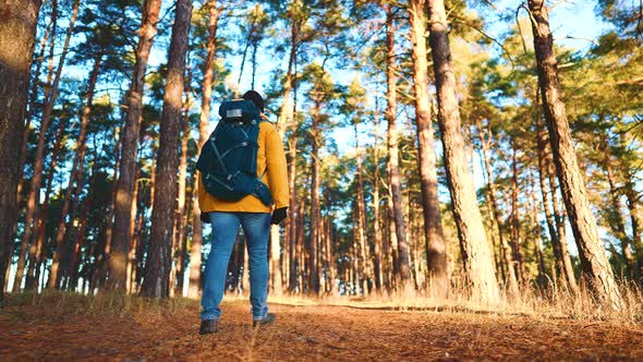 Man Backpacker Walking on Pine Forest