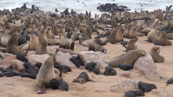 Sea lion colony with pups on the beach 