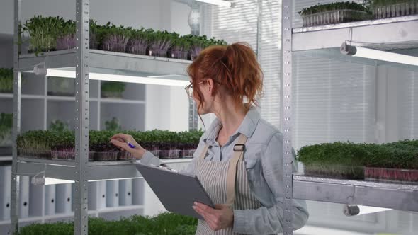 Female Farmer Grows Microgreens in Containers Inspects and Records the Condition of Sprouts While