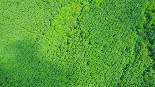 Beautiful tropical rubber trees plantation. 4K