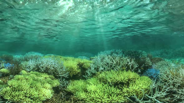 Underwater Background  alt