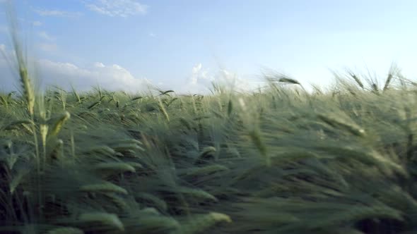 Farm Field of Young Green Barley in the Summer 