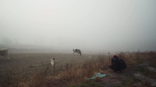 Scenic view of male photographer kneeling and taking photo of dairy cows grazing in countryside farm