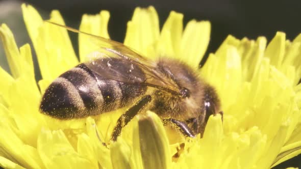 A Bee Collects Pollen From a Dandelion