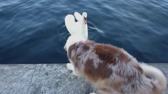 Aggressive dog barks at swan on edge of wall over lake. Slow-motion