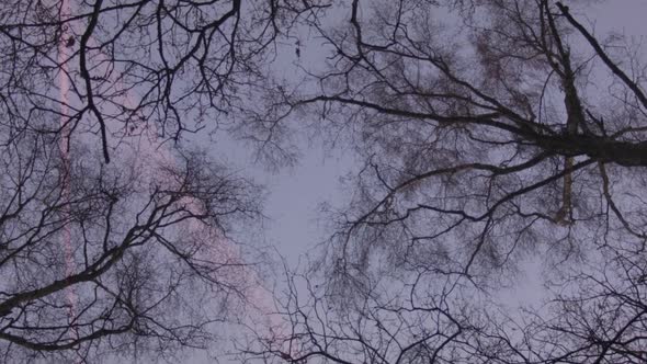 Rotation looking up at trees