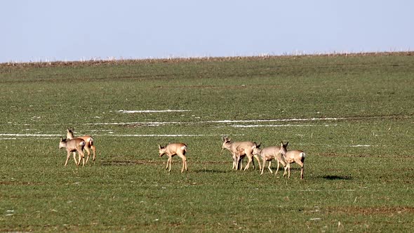 herd of european roe deer