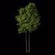 Tree with foliage and alpha channel - VideoHive Item for Sale