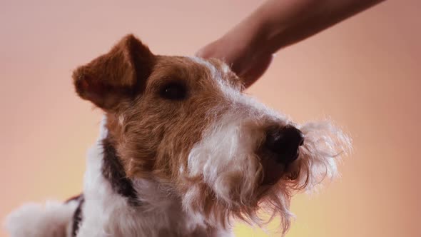 The Mistress's Hand Strokes the Fox Terrier's Head on an Orange Pink Gradient Background. Close Up
