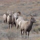 Big Horn Sheep herd wandering through a field - VideoHive Item for Sale